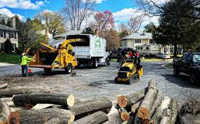 Best Storm Damage Tree Cleanup  in Watchung, NJ