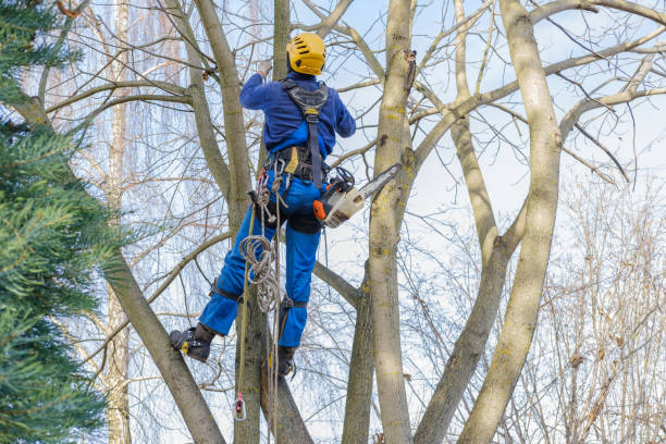 How Our Tree Care Process Works  in  Watchung, NJ