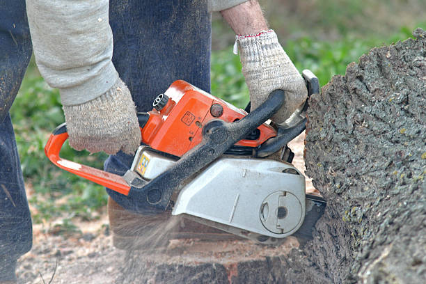 Seasonal Cleanup (Spring/Fall) in Watchung, NJ